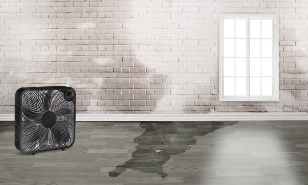Best 24/7 water damage repair  in Rochester, WI